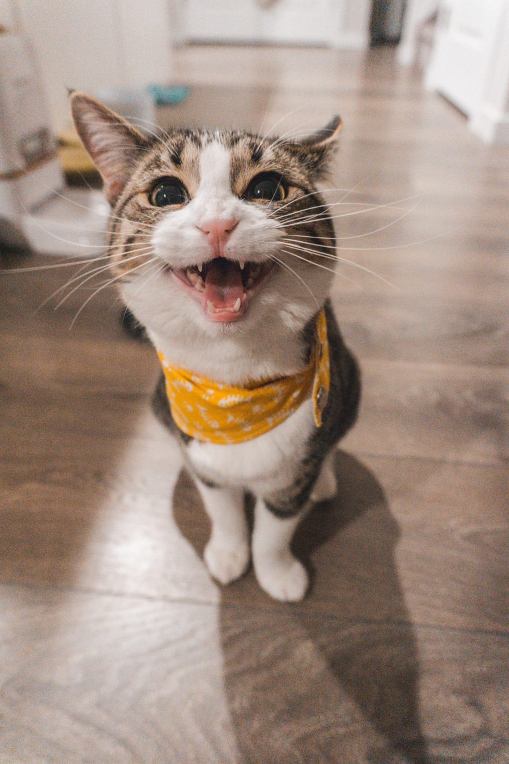 What Colleges let you have pets in dorms? College Aftermath