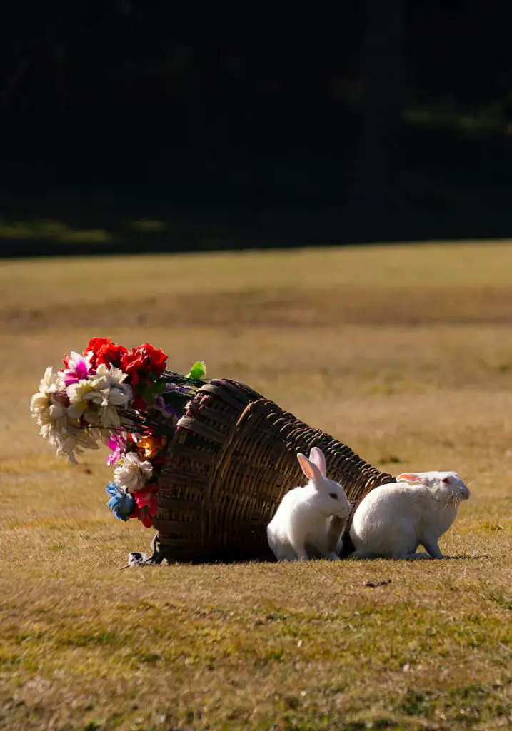 Are Rabbits Good Pets for College Students?