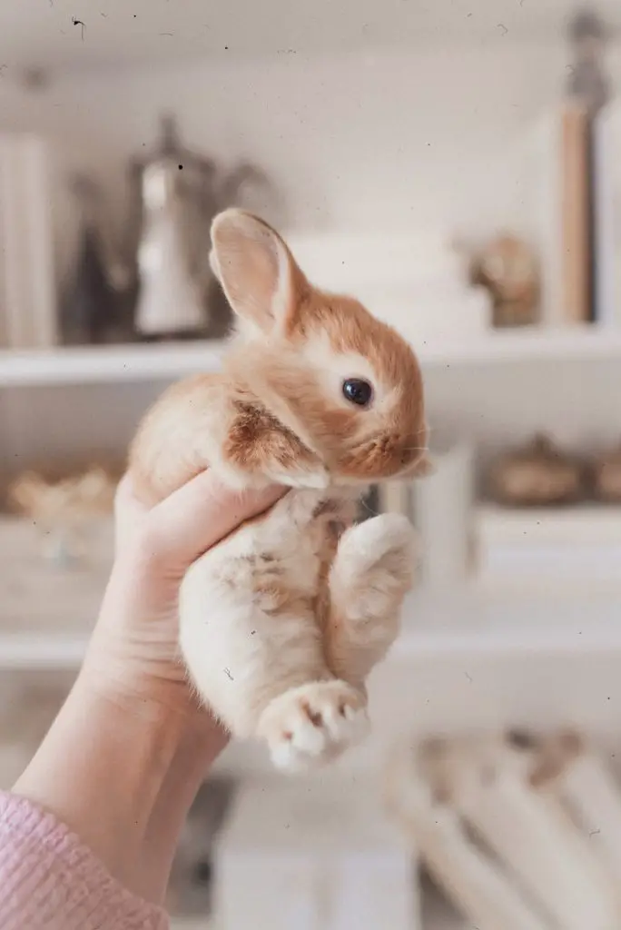 Are bunnies good pets for college students?