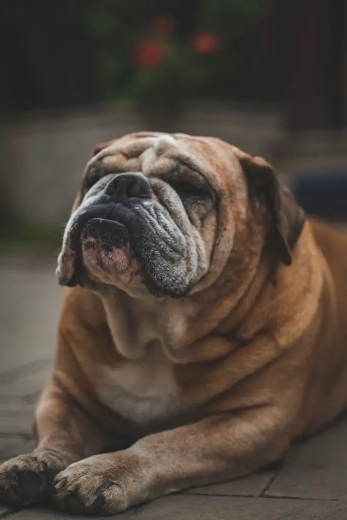 How Many College Teams Have a Bulldog as a Mascot?