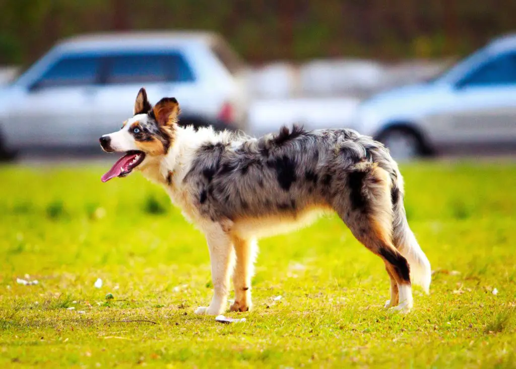 Are Australian Shepherds Good for College Students?