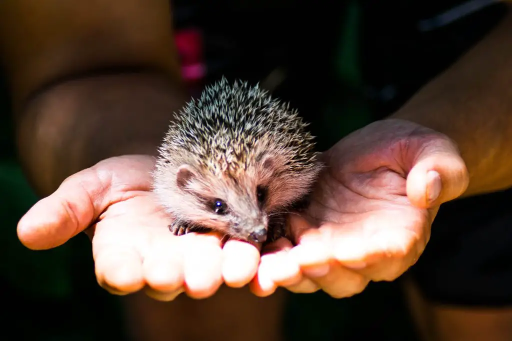 Are Hedgehogs Good Pets For College Students?