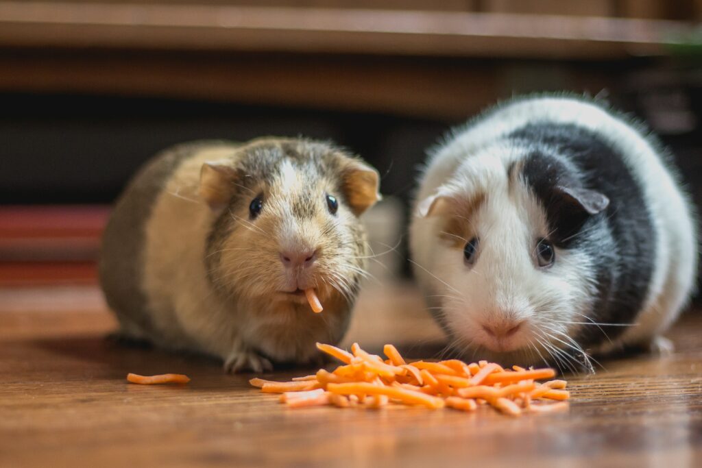 Are hamsters good pets for college students?