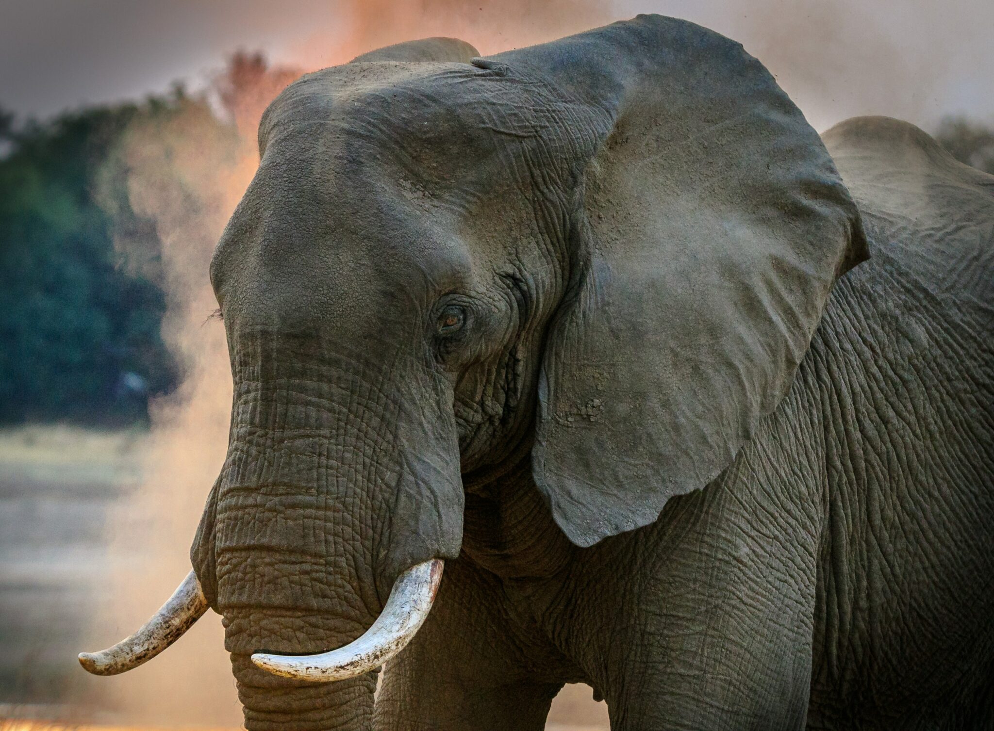 Fraternity Elephant Walk Gone Wrong: The Aftermath - jb24jd6