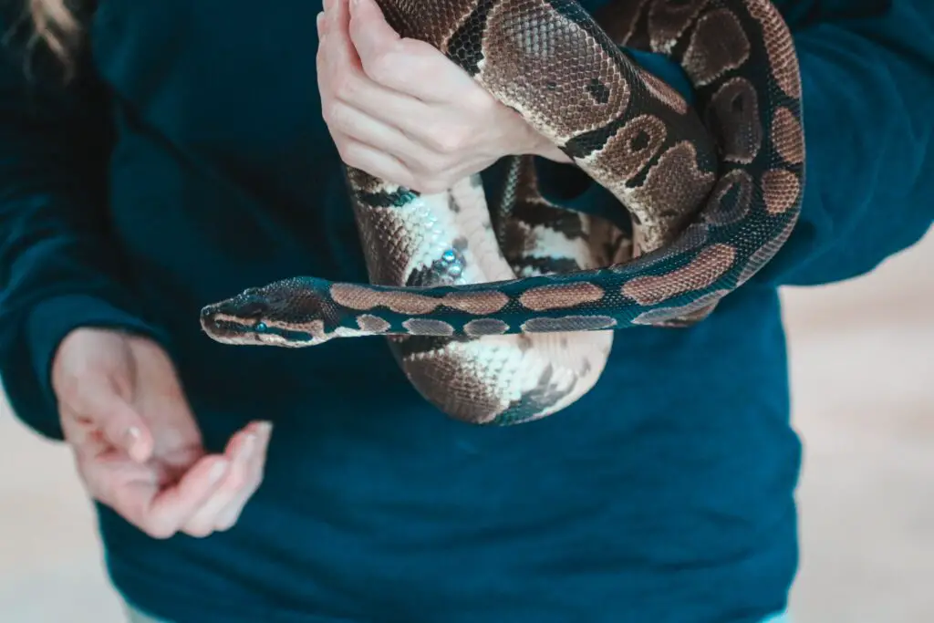 Are Snakes Good Pets For College Students?