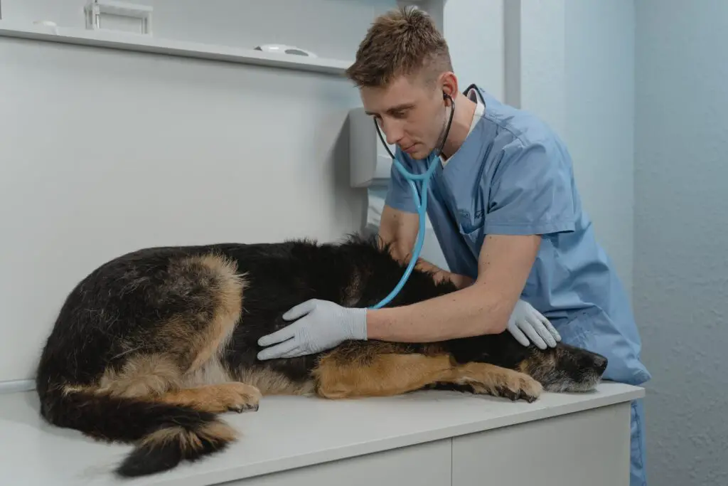 Does VIP Pet Care Accept Care Credit?