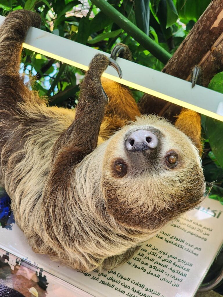 what is sloth