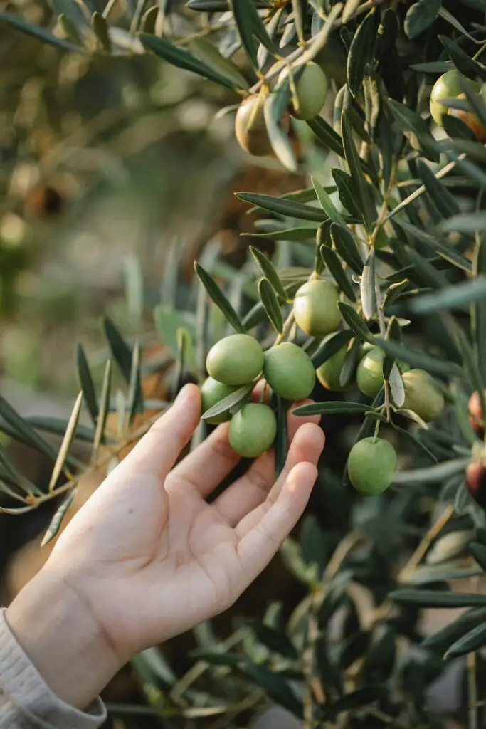olive oil biblical symbolism