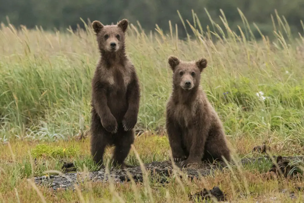Why Are Bears So Cute?