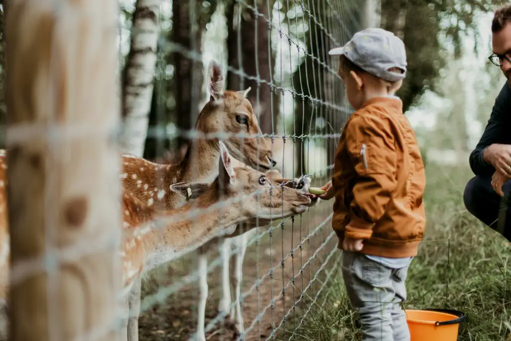 150+ Best Zoo Animal Puns and Jokes