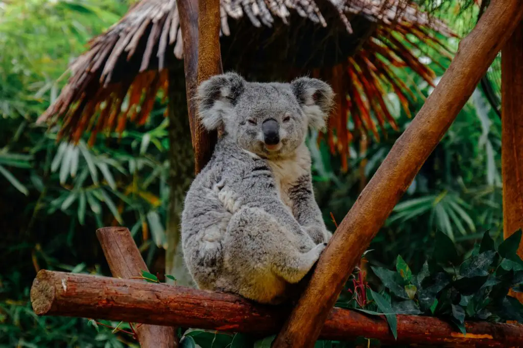 150 koala puns and jokes