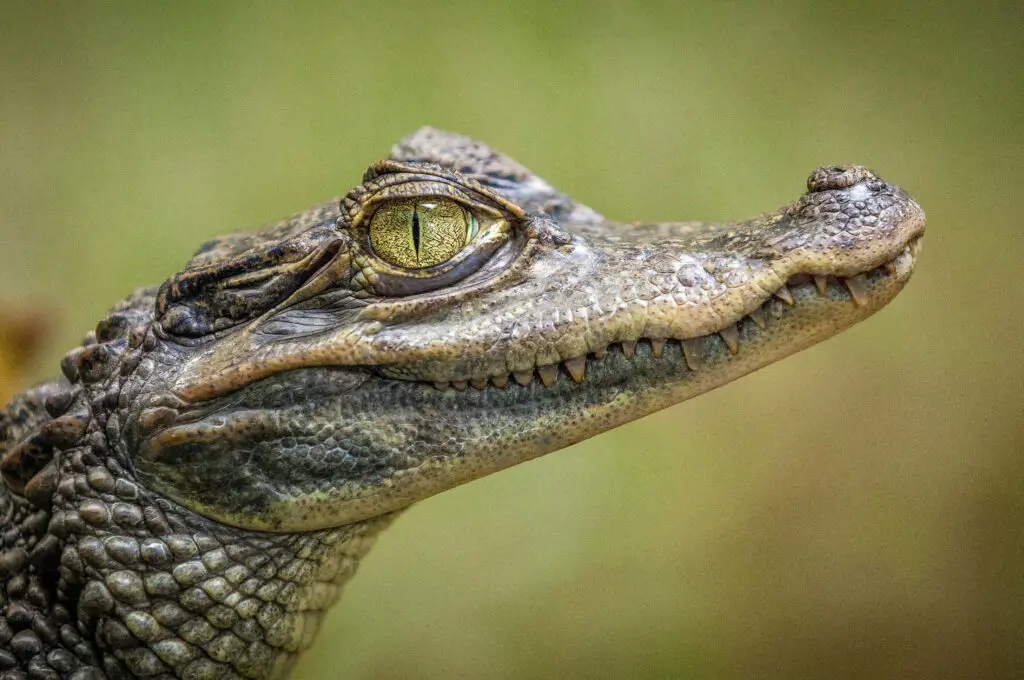 150+ Best Alligator Puns and Jokes