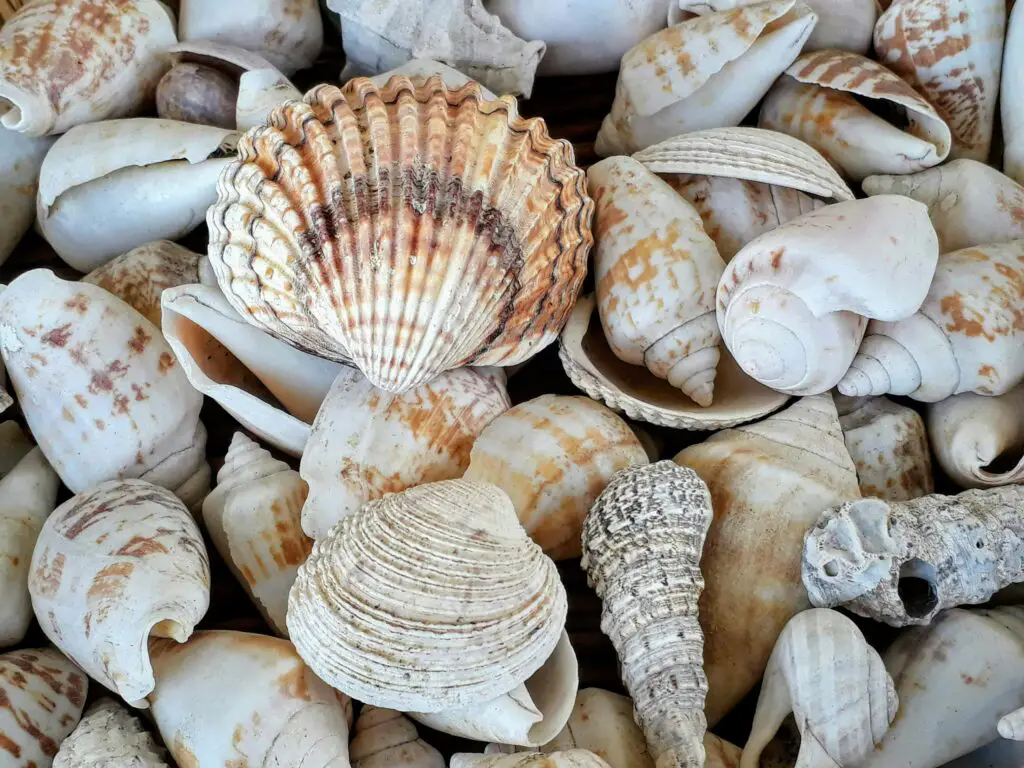 150+ Best Shell Puns and Jokes