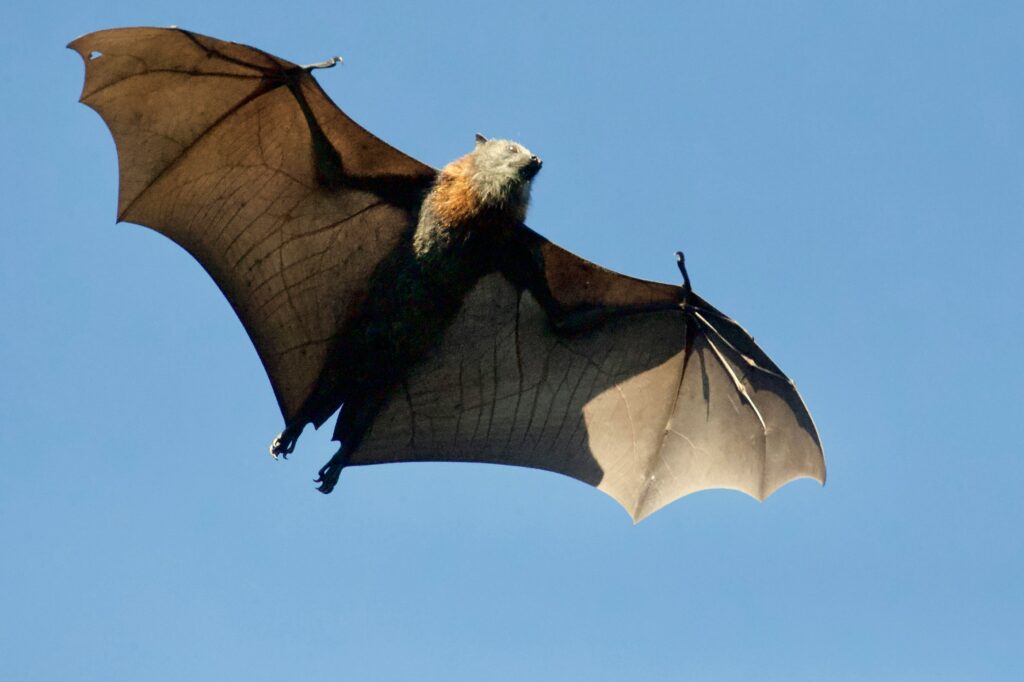150+ Best Bat Puns and Jokes