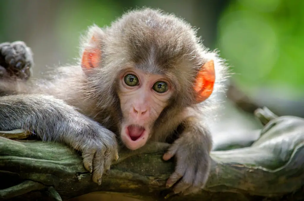 150+ Best Monkey Puns and Jokes