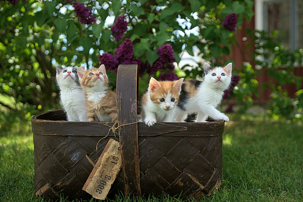Cats-Possessive