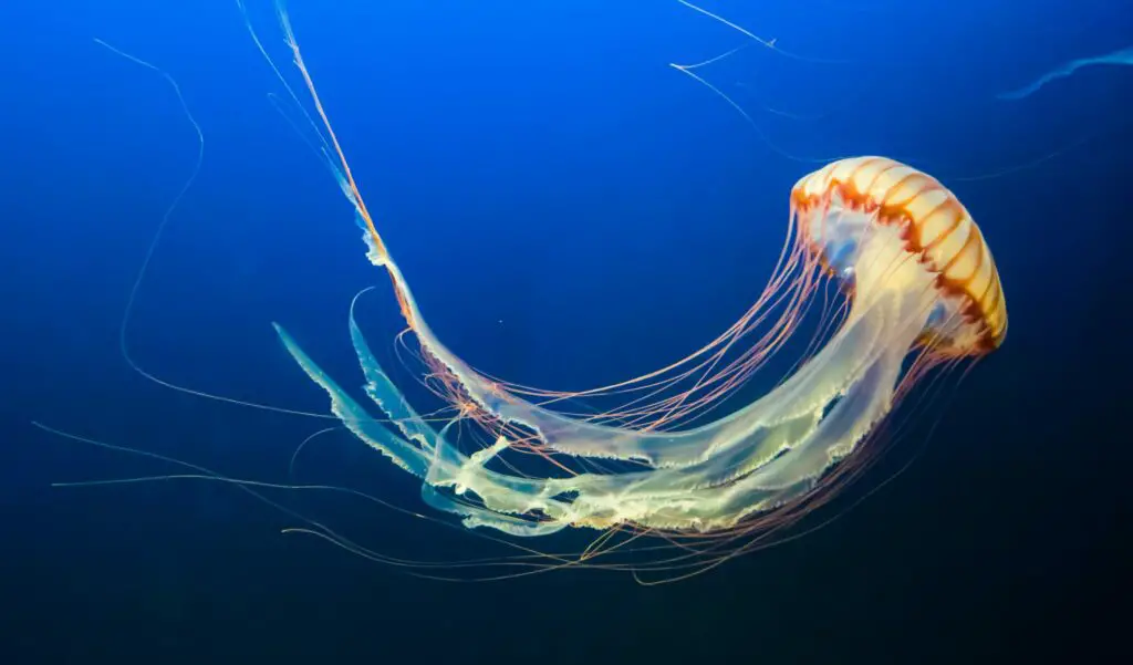 150+ Best Jellyfish Puns and Jokes