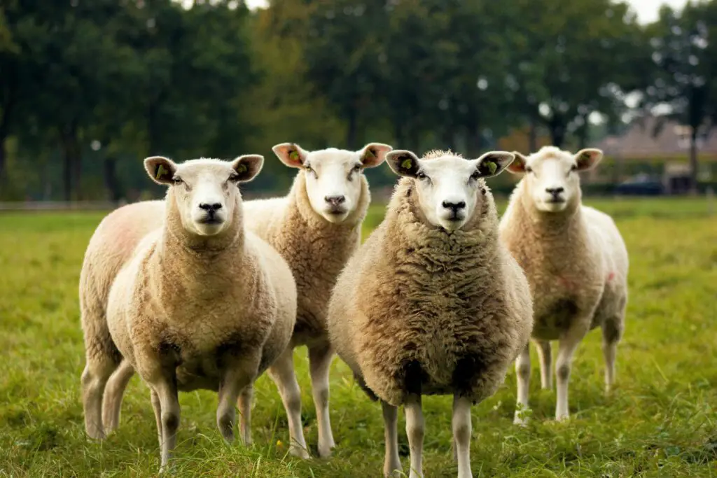150+ Best Sheep Puns and Jokes