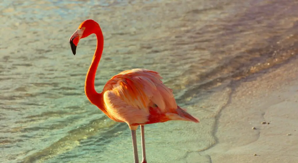 150+ Best Flamingo Puns and Jokes