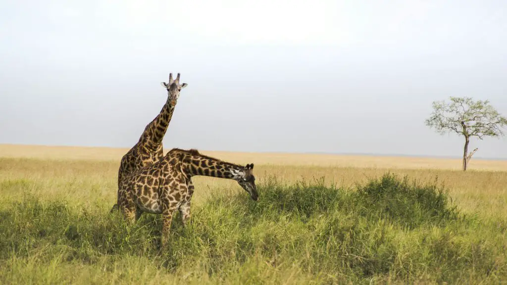 150+ Best Funny Giraffes Puns