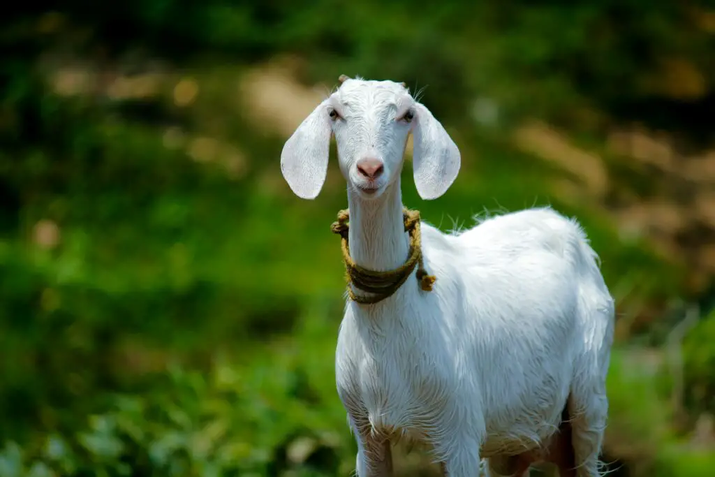 150+ Best Funny Goat Puns