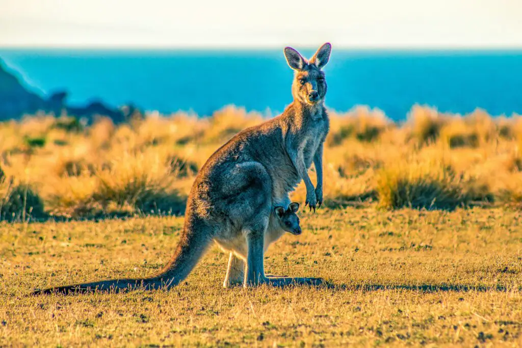 150+ Best Funny Kangaroo Puns