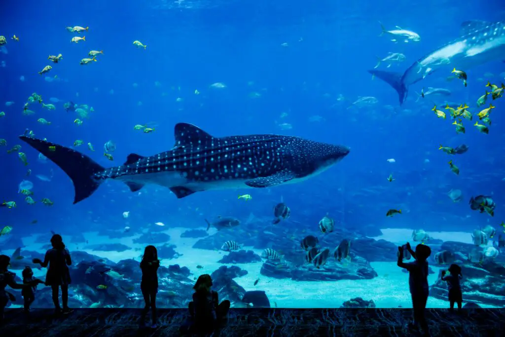 150+ Best Aquarium Puns and Jokes