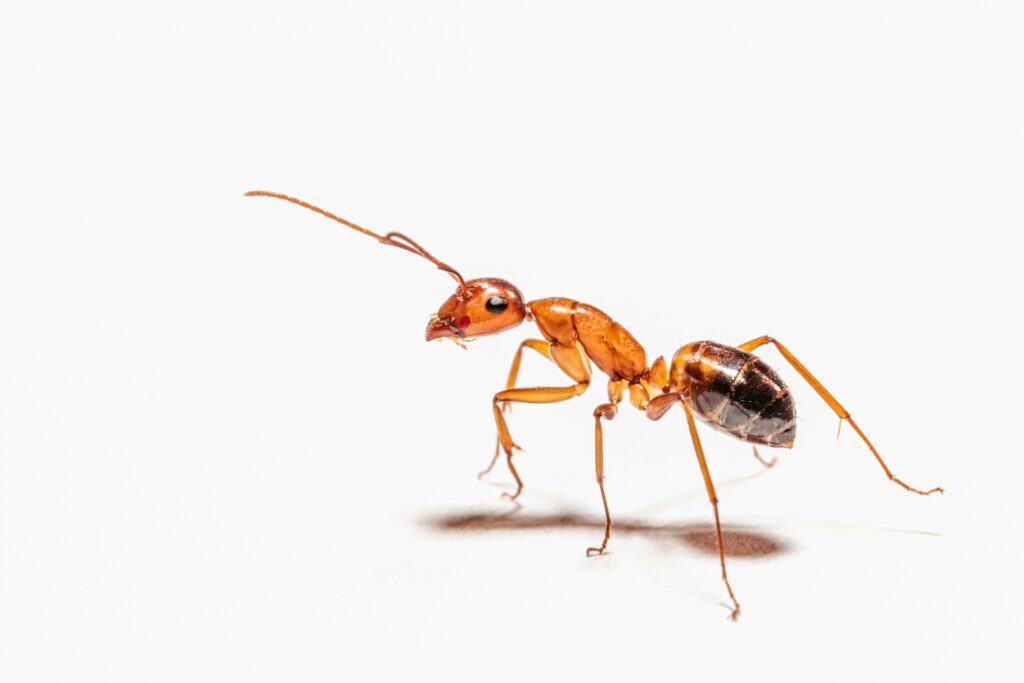 150+ Best Ant Puns and Jokes