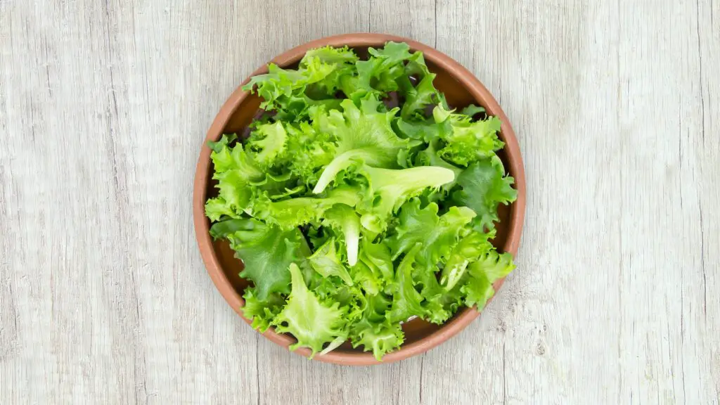 150+ Best Lettuce Puns and Jokes