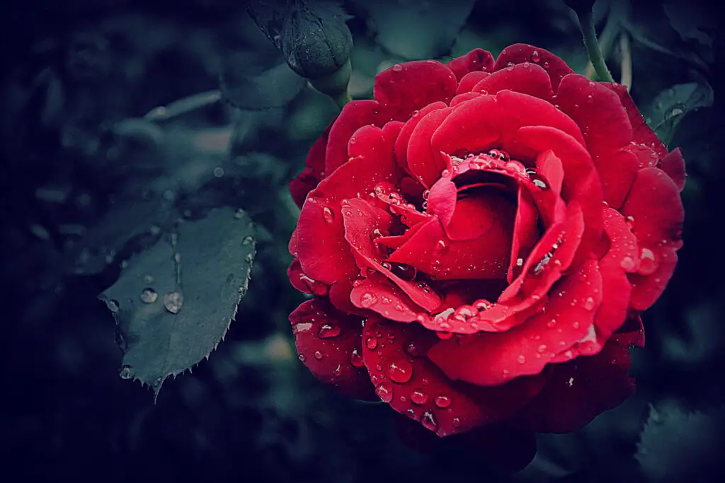 What Does It Mean When A Guy Sends You A Rose Emoji?
