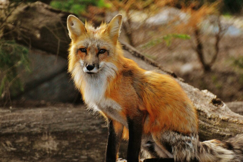 Fox-Possessive
