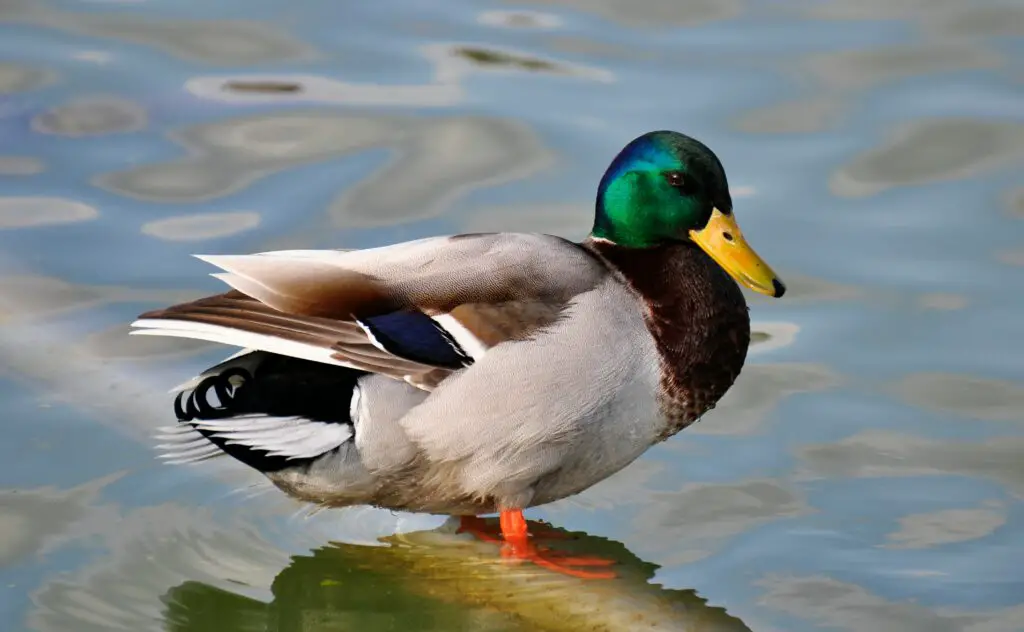 150+ Best Funny Duck Puns