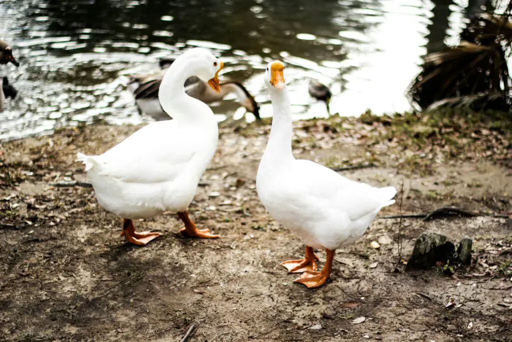 150+ Best Goose Puns and Jokes