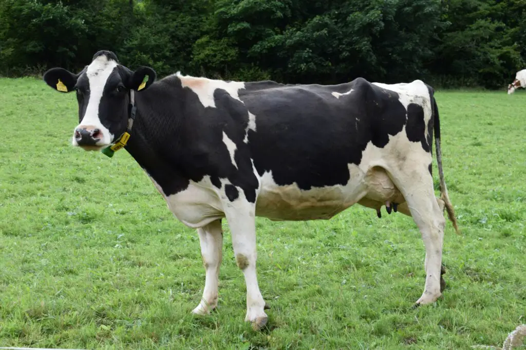 150+ Best Cow Puns and Jokes